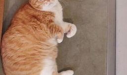 吃瓜猫网红,揭秘网络红人的幕后生活