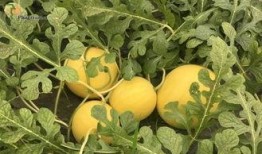 安徽平湖吃瓜事件,一场网络热议背后的真相与反思