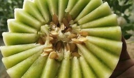 山东玉瓜怎么吃,解锁美味新体验