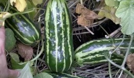 各年代人吃瓜,不同年代人的“吃瓜”记忆