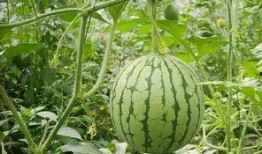 带你吃瓜夏日,带你领略“带你吃瓜”的夏日风情