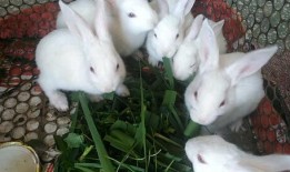 小白兔视频吃哈密瓜图片,小白兔欢乐享用甜蜜哈密瓜