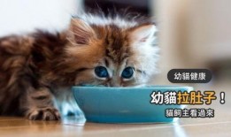 猫咪吃蜜瓜吗,揭秘猫咪对蜜瓜的喜爱与禁忌