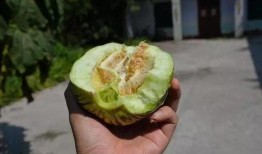 黔江吃瓜网,揭秘黔江美食背后的故事与风情