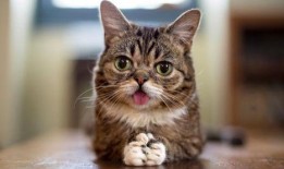 吃瓜猫网红,揭秘网络红人的幕后生活