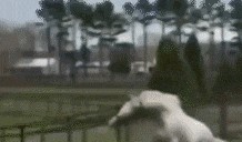 吃瓜网友动态图