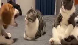 吃瓜群众抢眼视频,揭秘网络热点的幕后故事