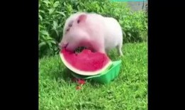 白白的猪吃瓜,一场欢乐的田园之旅