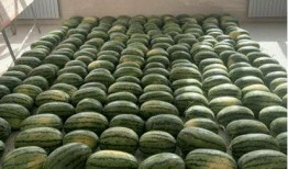 大洼吃瓜新闻,揭秘当地热点事件背后的真相