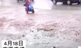 高速上淡定吃瓜