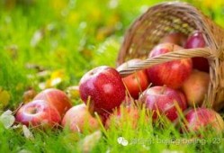 看花和吃瓜语言,一场别开生面的语言盛宴