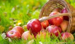 看花和吃瓜语言,一场别开生面的语言盛宴