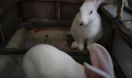 吃瓜视频大全肌肉兔,吃瓜视频大全中的健身达人