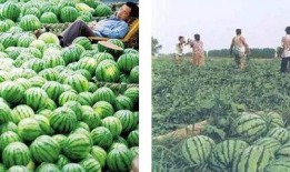 吃瓜群众翠果,揭秘娱乐圈那些事儿