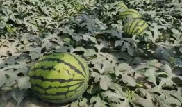 寿光市东城吃瓜,瓜果飘香，品味田园生活新篇章