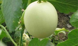 香瓜开瓜吃瓜,夏日消暑美食之旅