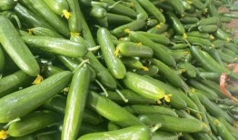 小瓜哪种吃爽口,夏日清凉一夏