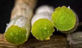 网红韩婧个网站作兰吃瓜,兰吃瓜背后的网红生活