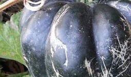 产后吃方瓜,方瓜营养食谱分享