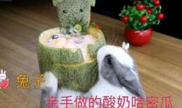 小白兔视频吃哈密瓜图片,小白兔欢乐享用甜蜜哈密瓜