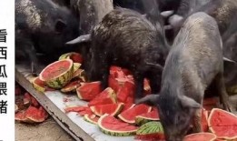 吃瓜博主青蛙,揭秘娱乐圈那些不为人知的幕后故事