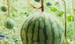 介休大小事吃瓜,揭秘本地热点，畅享吃瓜乐趣