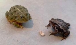 吃瓜的蜂,揭秘蜜蜂世界的趣味生活