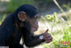 小猩猩吃瓜,小猩猩的夏日瓜果盛宴