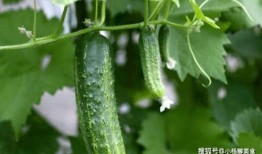 巨野吃瓜视频推荐,揭秘热门话题背后的真相与笑料