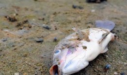 瓜哥吃瓜奇怪的鱼视频