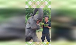 大象吃瓜免费吃瓜