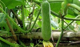 不种瓜得吃瓜,不种瓜也能吃瓜的智慧