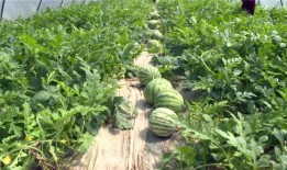 平乡最新吃瓜视频,揭秘当地热点事件背后的真相