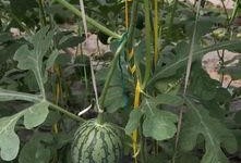 郑州吃瓜消息,揭秘网络热议背后的真相