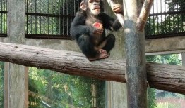 小猩猩吃瓜,小猩猩的夏日瓜果盛宴