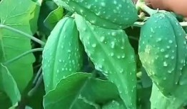 大瓜瓢怎么吃,解锁美味新体验