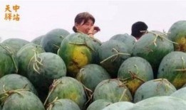 贵阳花园吃瓜现场视频,欢乐氛围下的夏日休闲时光