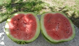 梦见儿子买瓜吃,儿子买瓜吃的温馨启示