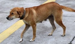 土狗夏日吃瓜展,吃瓜展带你领略夏日风情