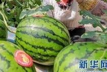 吃瓜群众信息站,吃瓜群众信息站独家爆料