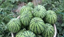 冰糖麒麟瓜怎么吃,夏日消暑甜品新主张