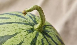 吃瓜Soul,揭秘网络社交平台的趣味与争议