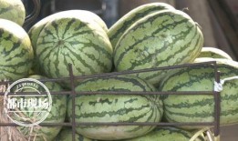 一瓜两吃的西瓜