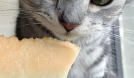 猫咪吃瓜特效,萌态尽显，解锁夏日清凉新姿势！