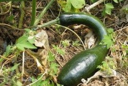 产后吃方瓜,方瓜营养食谱分享