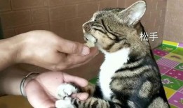 猫咪吃蜜瓜吗,揭秘猫咪对蜜瓜的喜爱与禁忌