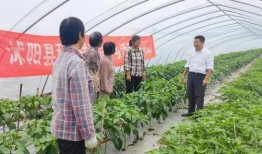 沭阳律师吃瓜,法律界人士的“瓜田李下”