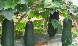 木鳖瓜的怎样吃,探索健康美味的烹饪新境界