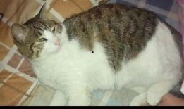 猫咪吃瓜特效,萌态尽显，解锁夏日清凉新姿势！