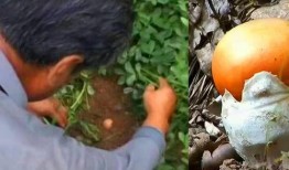 奇闻趣事吃瓜图片,吃瓜群众眼中的另类世界